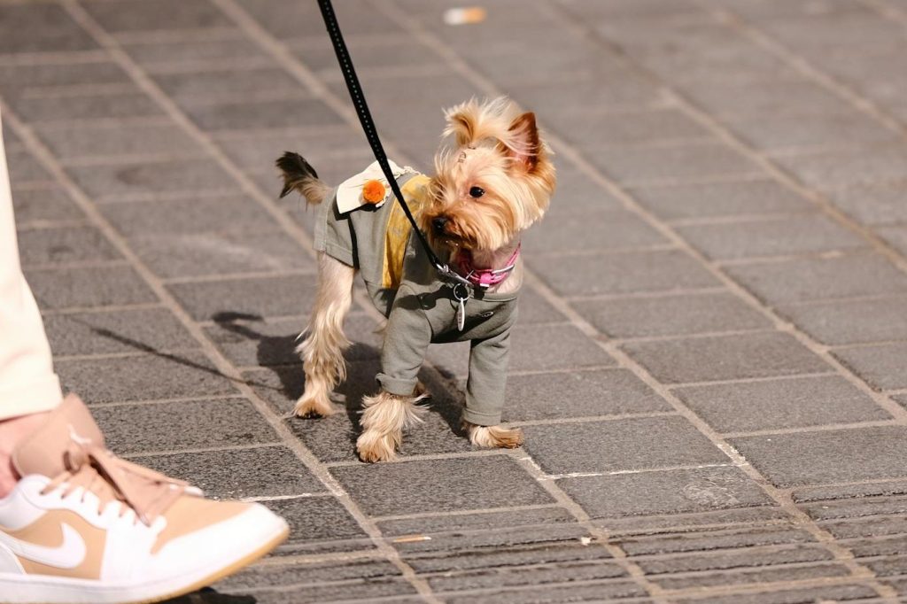 „Meinem Hund macht blocken&nbsp;nichts!“