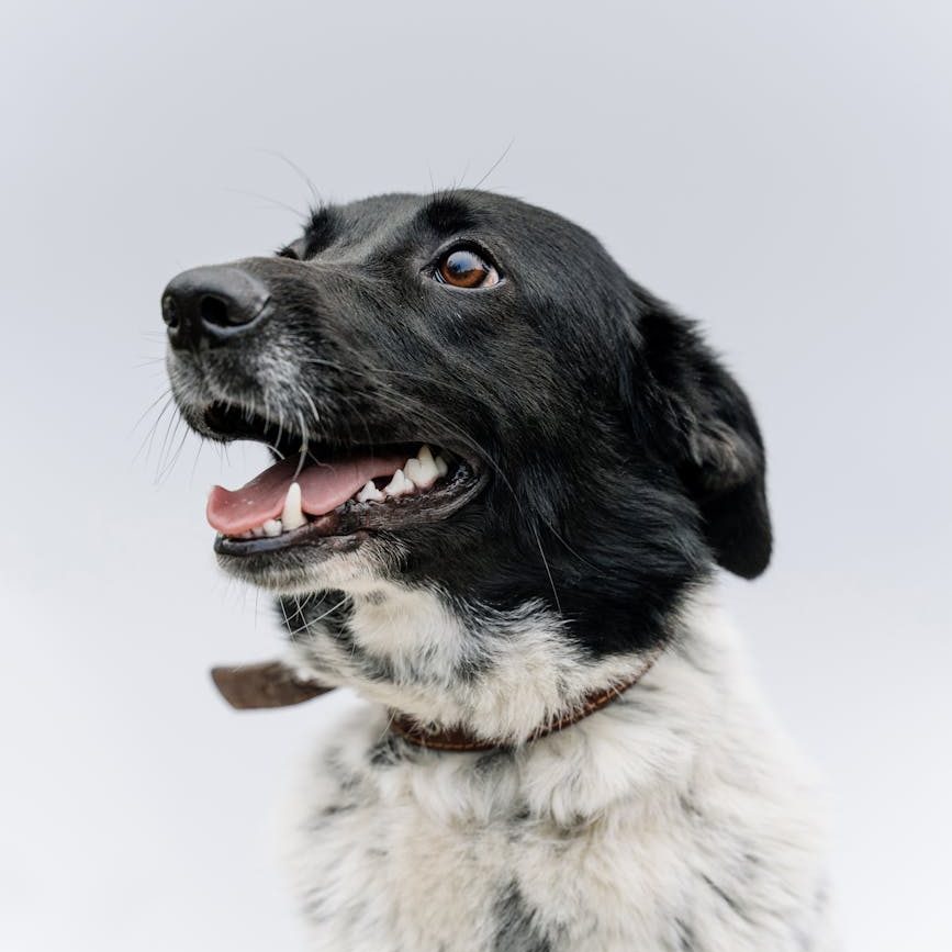 Das macht der doch mit&nbsp;Absicht!