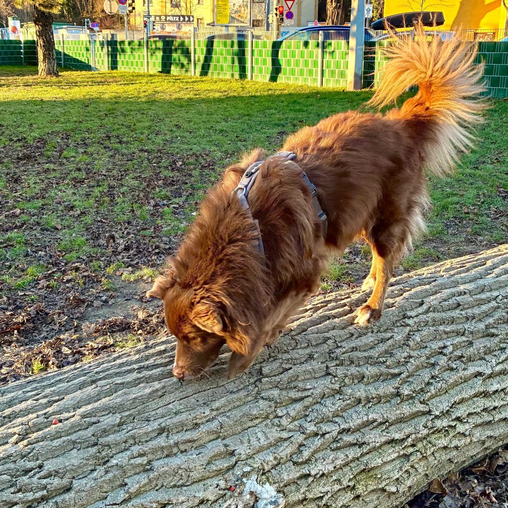 Hilfe! Mein Hund hat mich&nbsp;konditioniert!